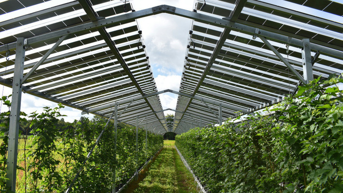The solar field in the Netherlands spans berry crops.