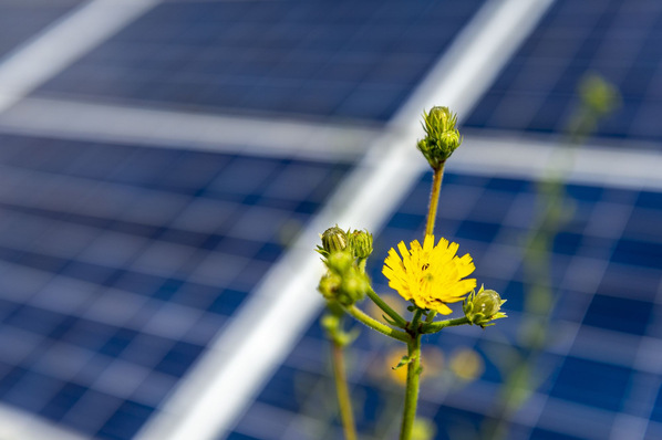 Biodiversity improvements are included in the solar projects in the UK.