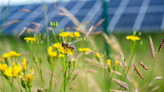 Solarparks can help to restore nature.