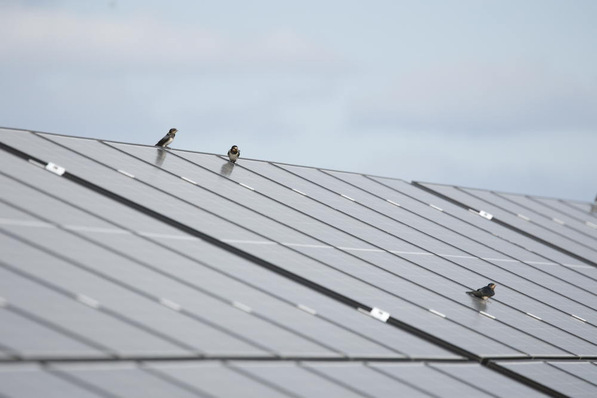 RWE are sitting pretty at their Solar PV Biodiversity Project in Poland