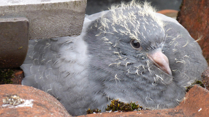 Feathered friends aren't always your friends.