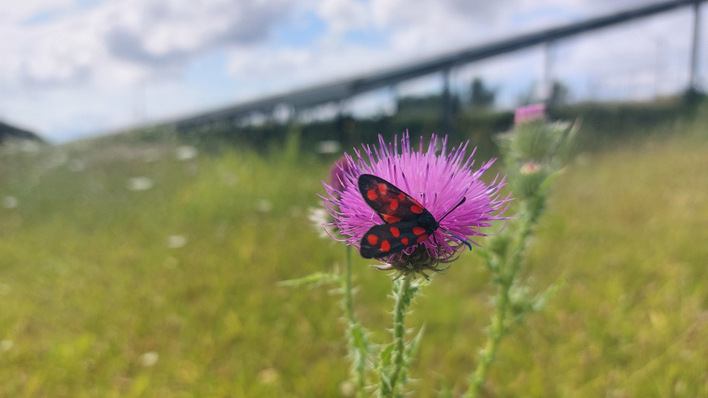 A black and red moth on a purple thistle flower in a sunny meadow with a blurred background. - © Peschel