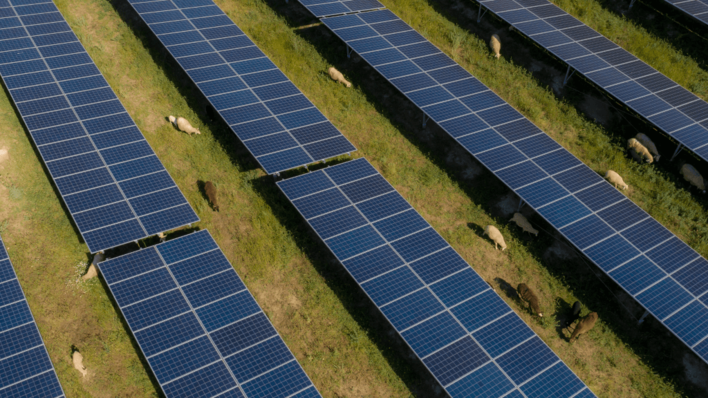 The planned solar parks in UK include habitat management plans.