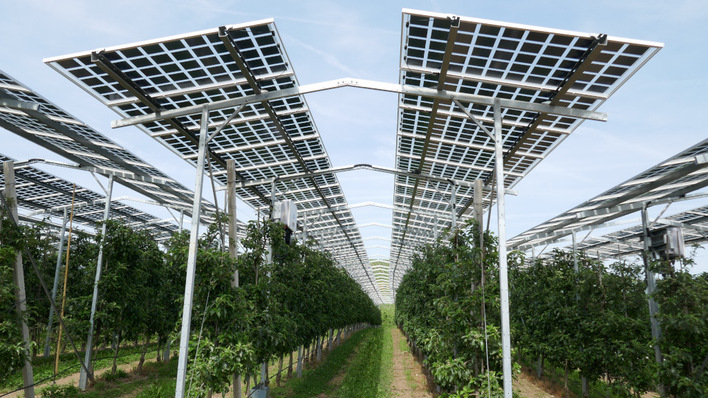 Horizontally-mounted solar modules – here at fruit and berry farm – are one of the most popular approaches in agri-PV.