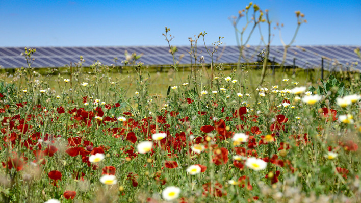 Blossoming – the planned solar park in South Derbyshire also hopes to encourage diversity, including dozens of new nesting sites for skylarks.