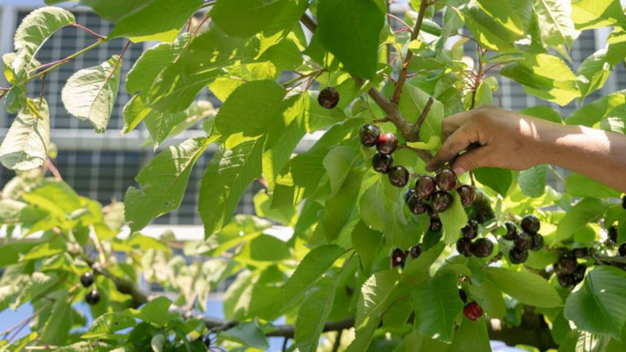 Picking the best approach – beyond generating power, agri-PV is about benefits for agriculture and animals.