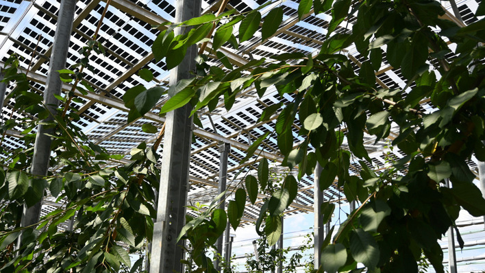 Agri-PV works when the panels adapt to the farm, not the other way round