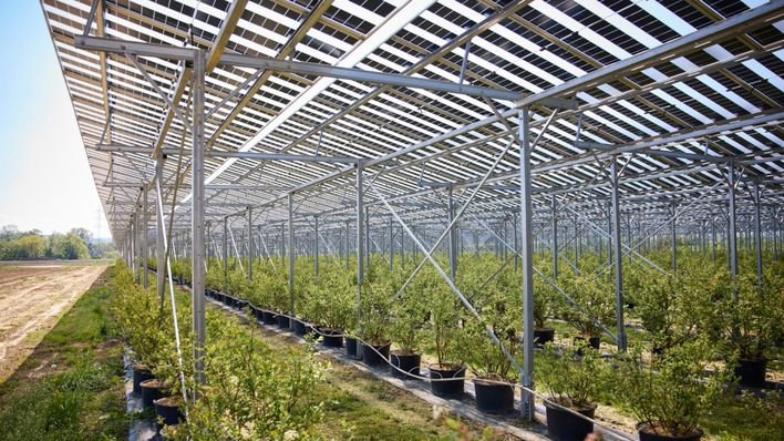 The berry plants sit well below the panels, with room to spare