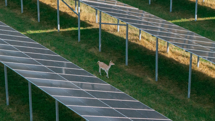 One of the herd's 150 members, making itself at home