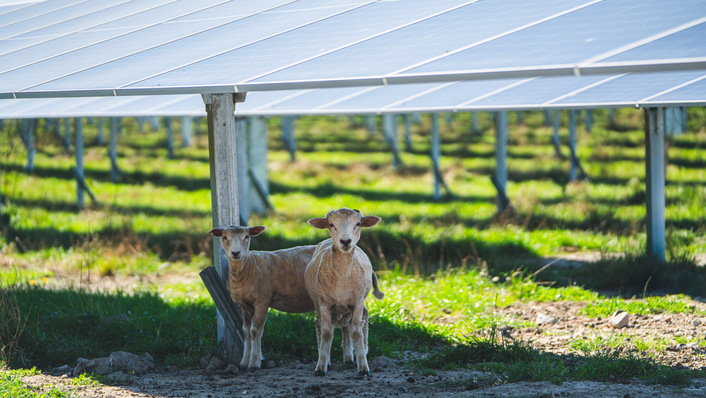 Two of Lidsø's lawnmowers take a break at Alight's 215 MW park on Lolland