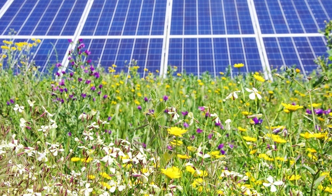 Solar farms can have a positive impact on biodiversity.