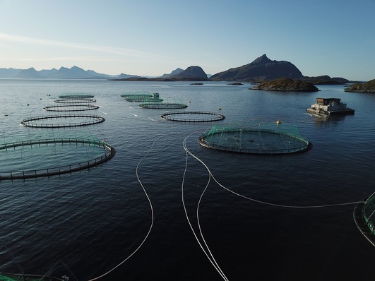 Kvarøy salmon farm off the island of Selsøyvær in the Norwegian Sea.