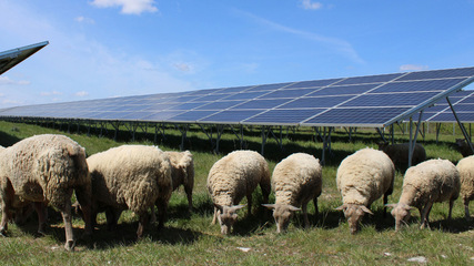 Heads down  – Agri-PV is expected to play a key role in the transition to regenerative agriculture.