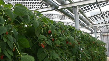 Raspberries handle low light better than strawberries, but agri-PV must still provide enough sun