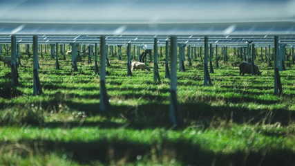 Grazing rights fully intact beneath the trackers of Lidsø solar park