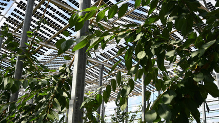 Agri-PV works when the panels adapt to the farm, not the other way round