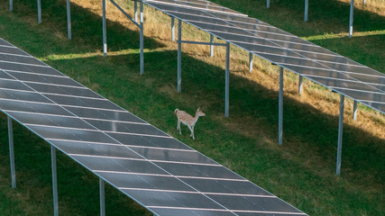 One of the herd's 150 members, making itself at home