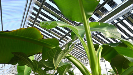 Banana leaves under semi-transparent modules: one stop on the forum’s site visit